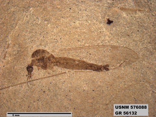 Insecta