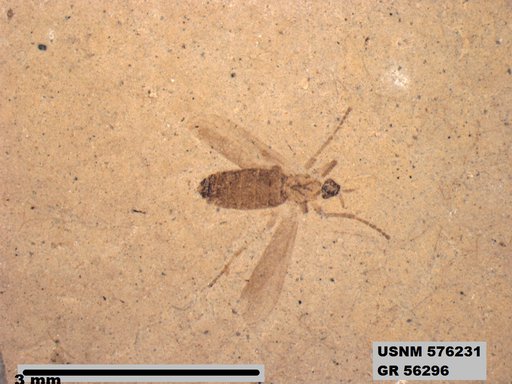 Insecta