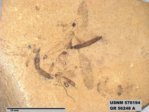 Insecta
