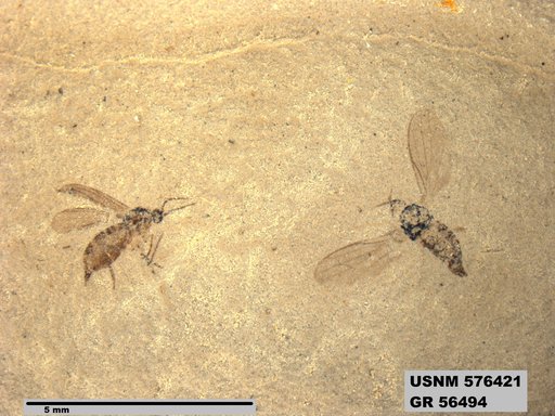Insecta