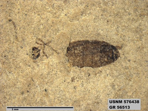 Insecta