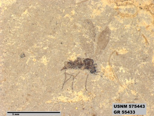 Genus sp