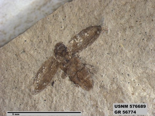 Insecta