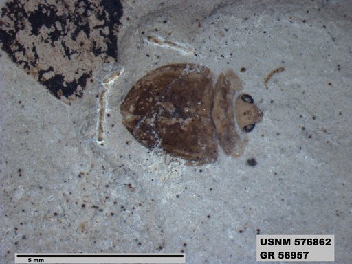 Insecta