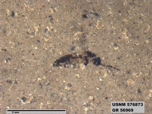 Insecta