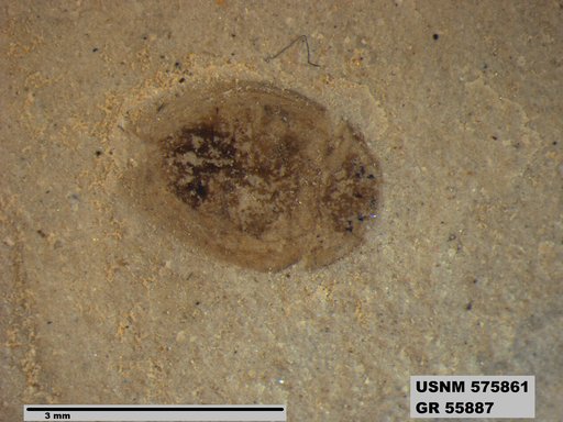 Insecta