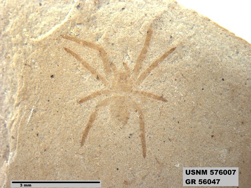 Insecta