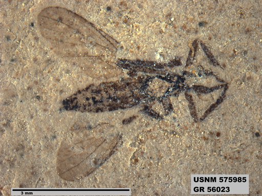 Insecta