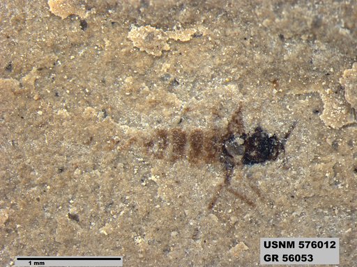 Insecta