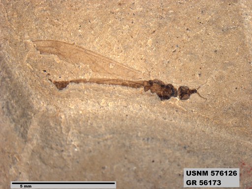 Genus sp