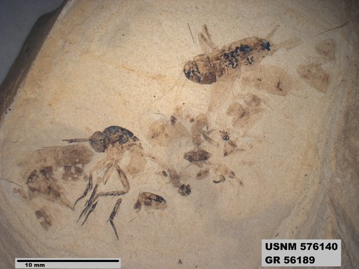 Genus sp