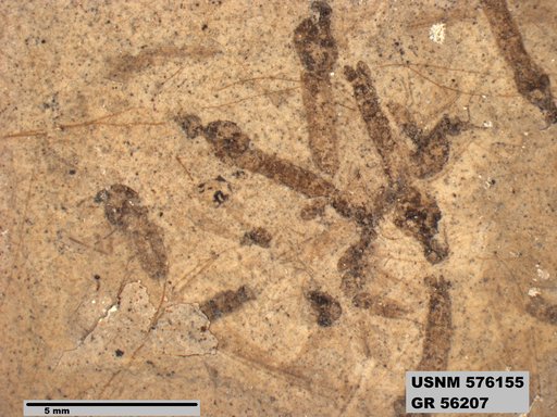 Insecta