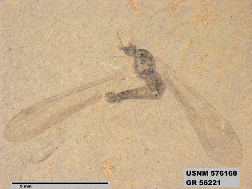 Insecta