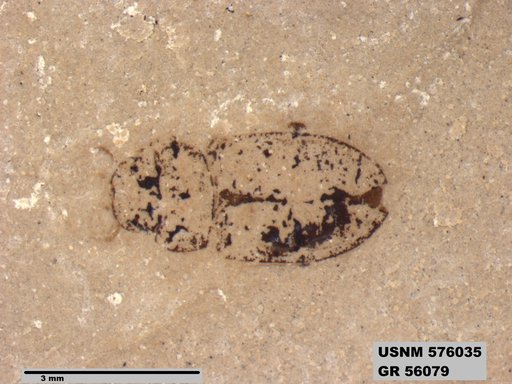 Insecta