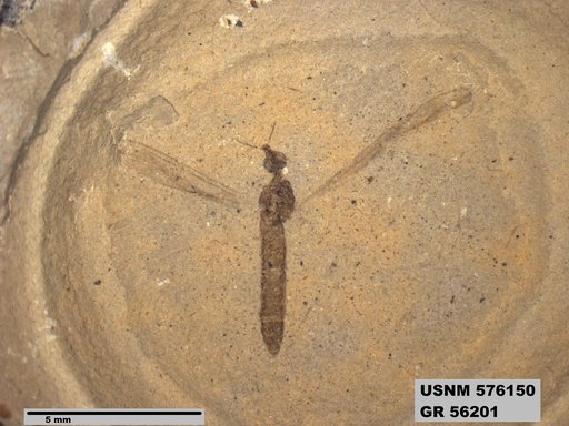 Insecta