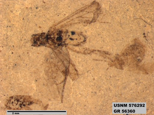 Insecta