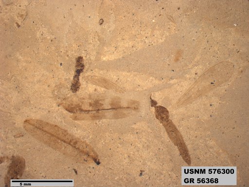 Insecta
