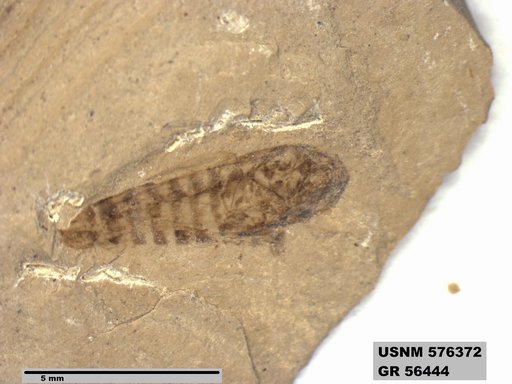 Genus sp