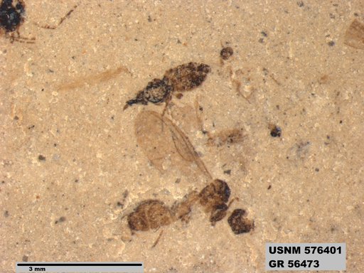 Insecta