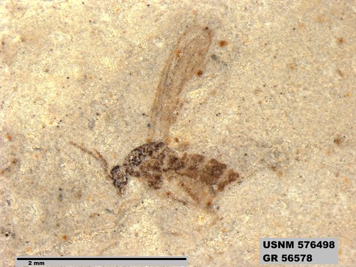 Insecta