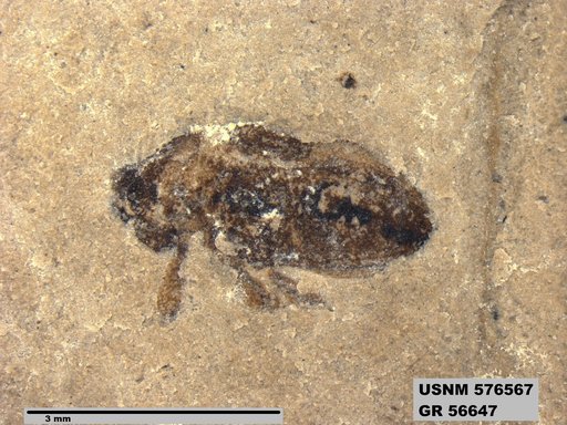 Insecta