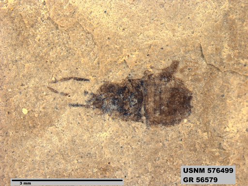 Genus sp