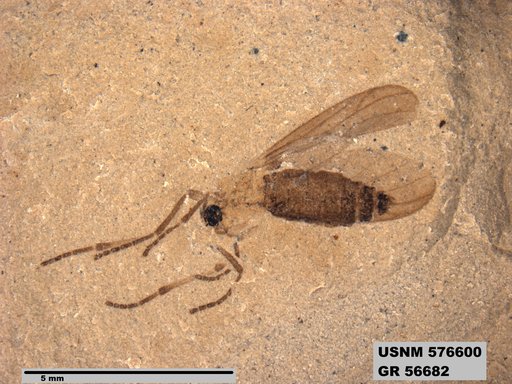 Insecta