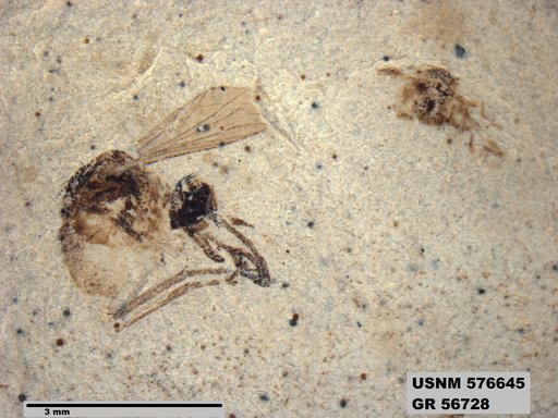 Insecta
