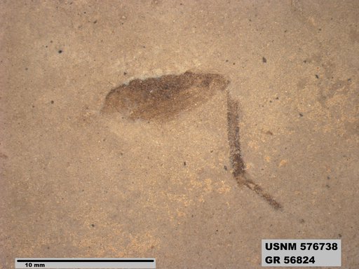 Insecta