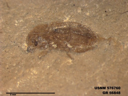 Insecta