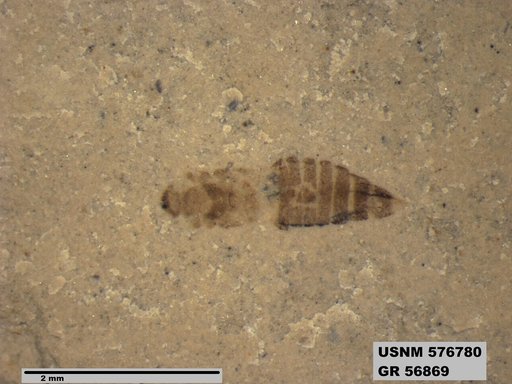 Insecta