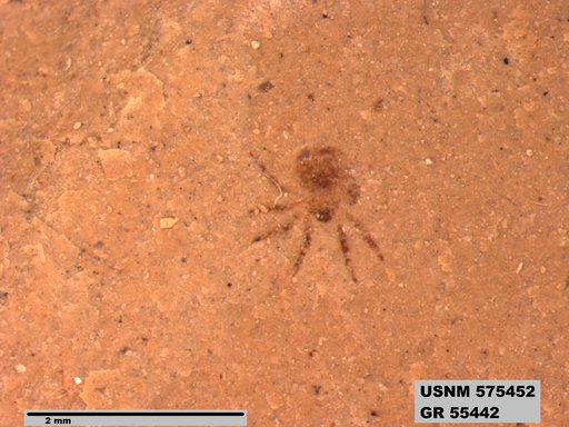 Insecta