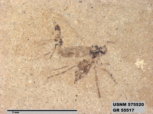 Insecta