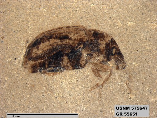 Genus sp