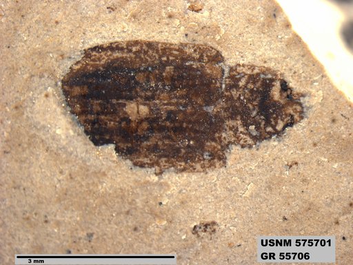 Insecta