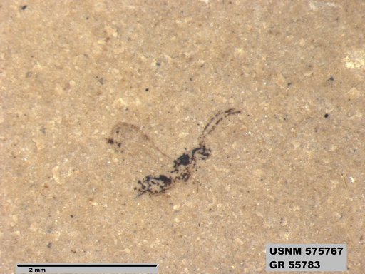 Insecta