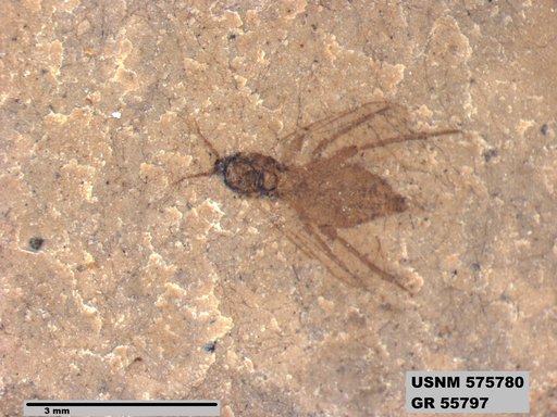 Insecta