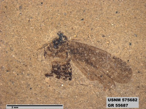 Insecta