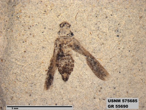 Insecta