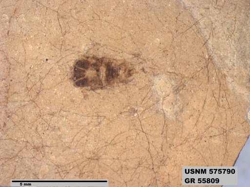 Insecta