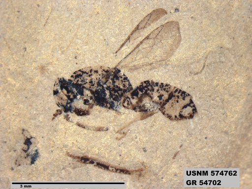 Insecta