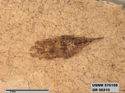 Genus sp