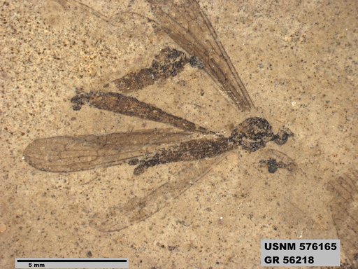 Insecta