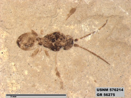 Genus sp