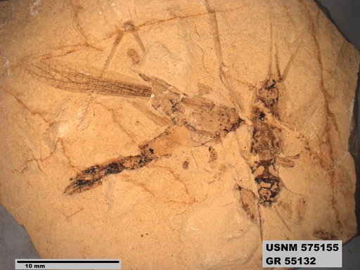 Insecta
