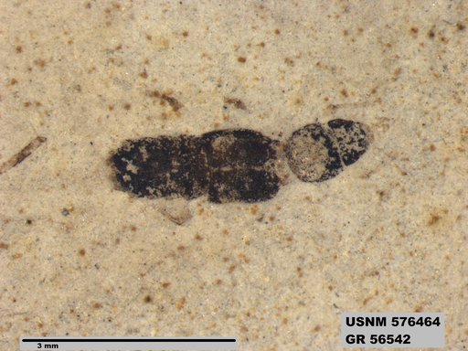 Genus sp