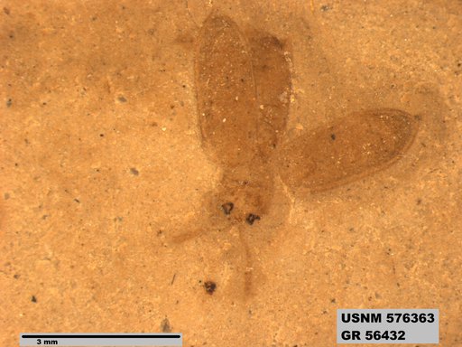 Insecta