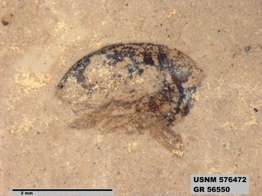 Insecta