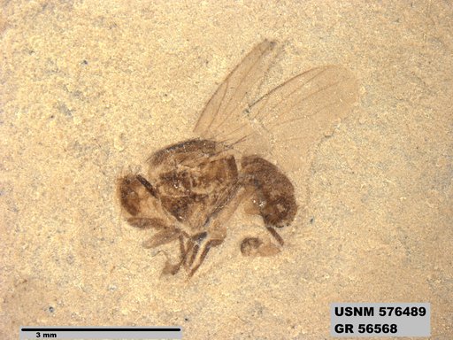 Insecta