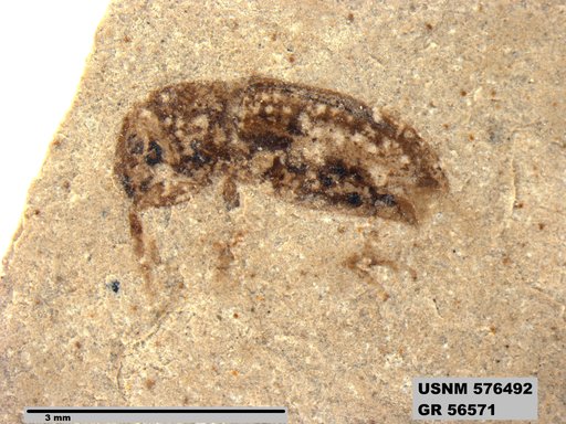 Insecta